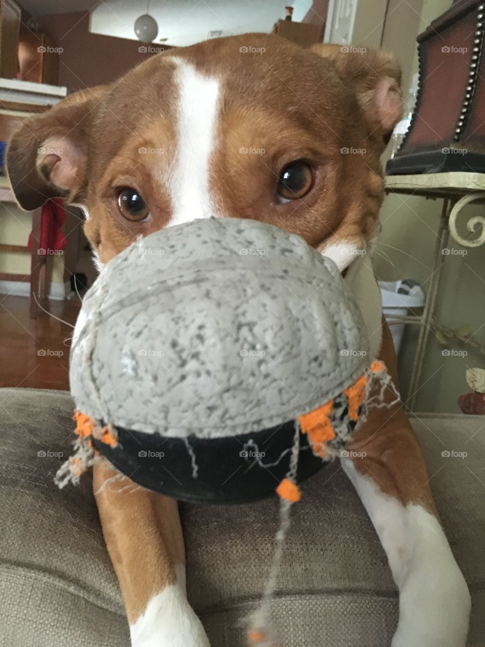 Close up of cute dog with a Nerf ball in his mouth 