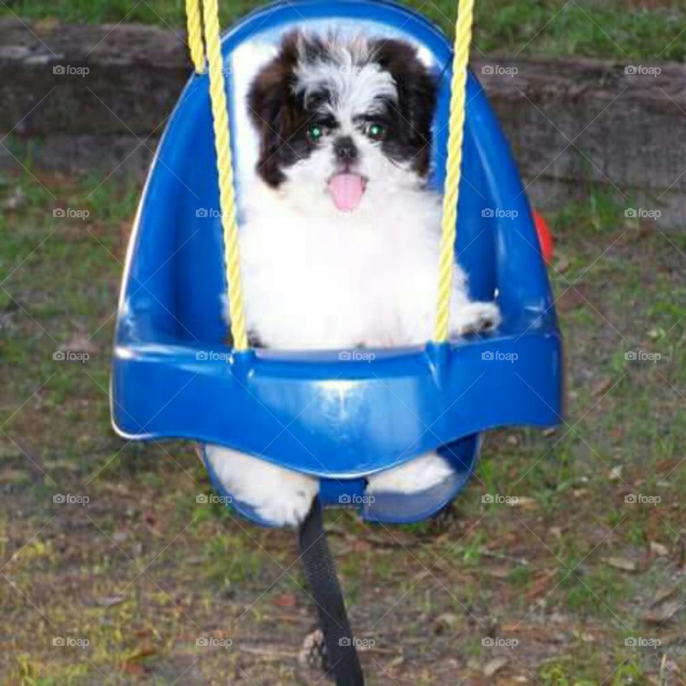 Swinging our puppy.