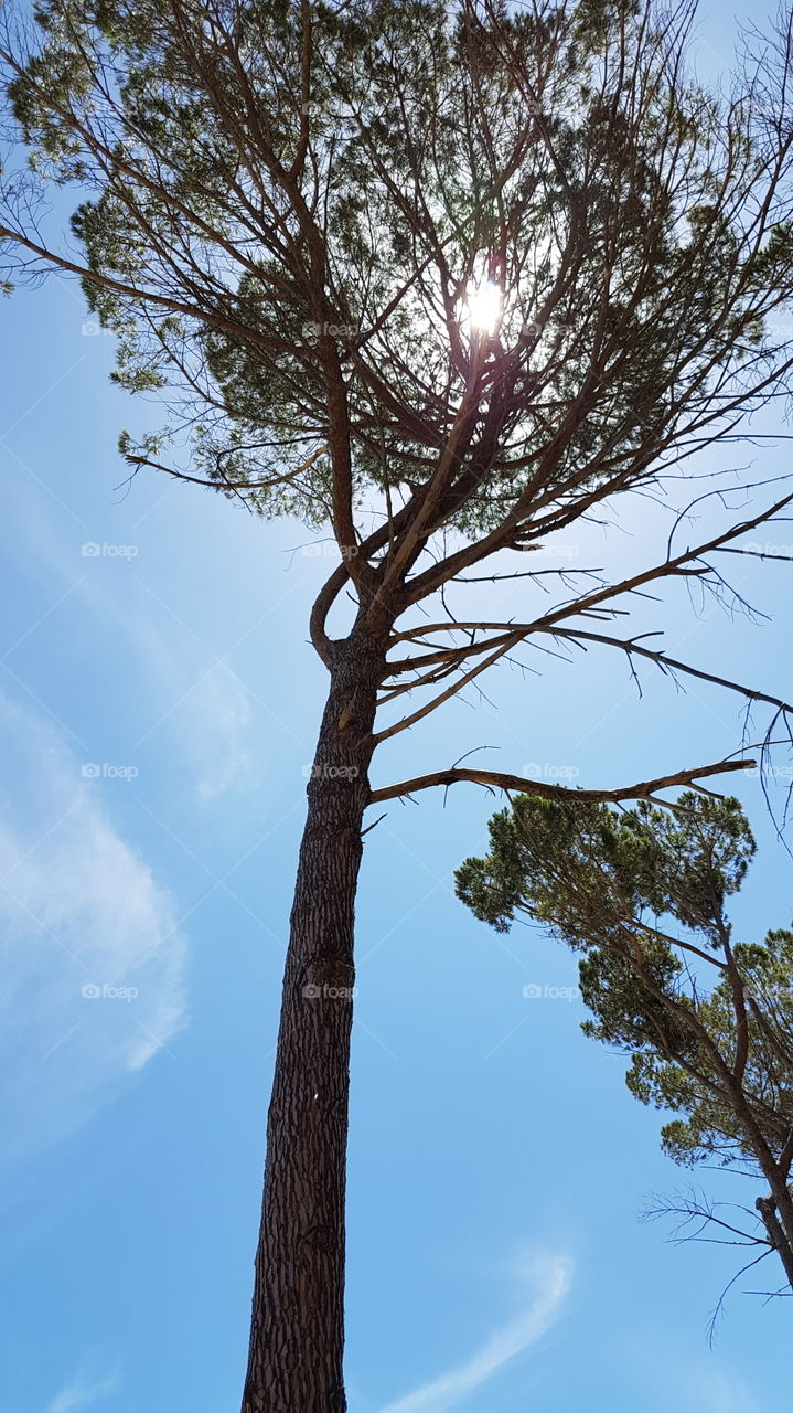 Large tree in summer winds in Stellenbosch South Africa