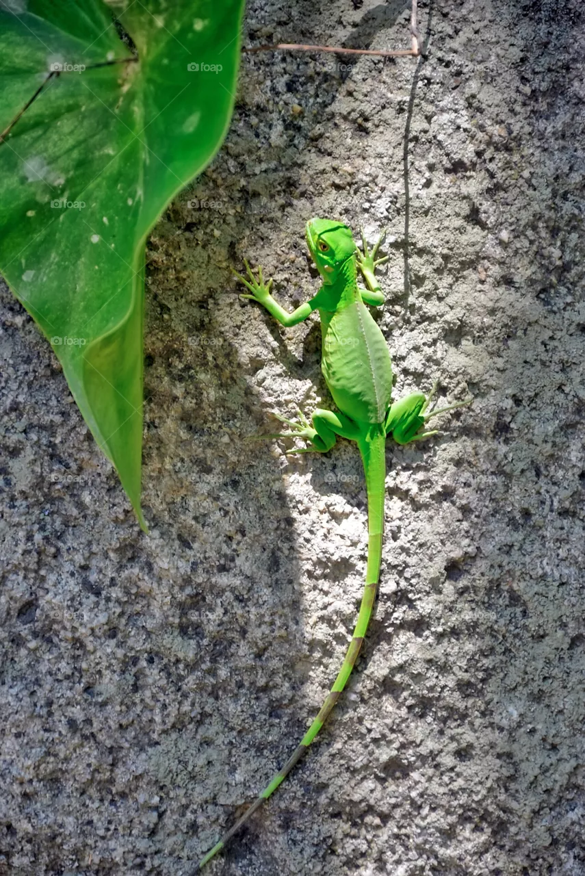 Lizard