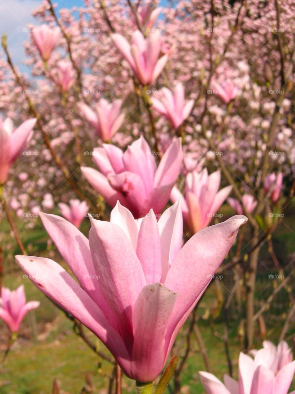 spring flowers pink tree by mparratt