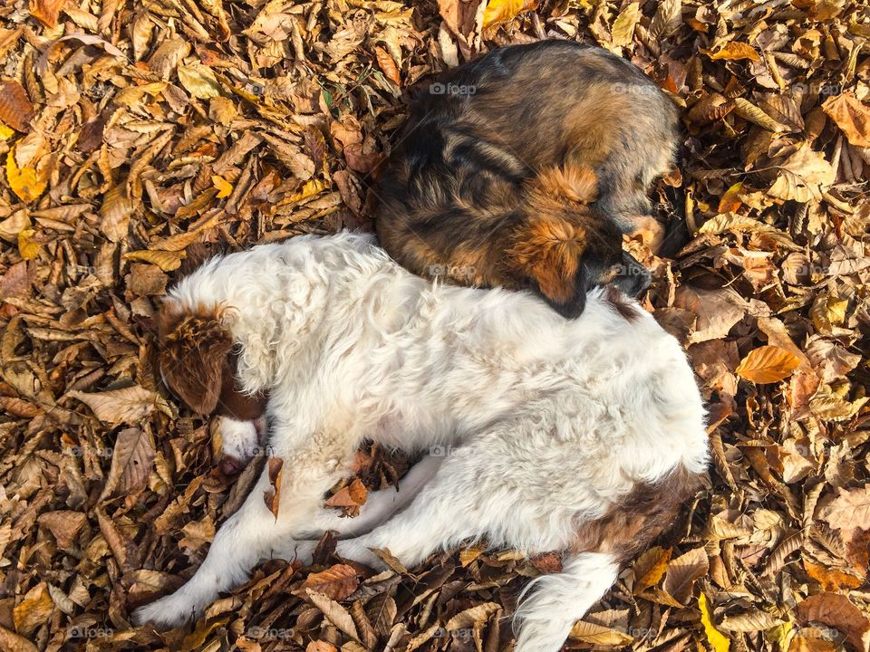 Two dogs sleeping together in pile of brown autumn leaves fallen on the ground 