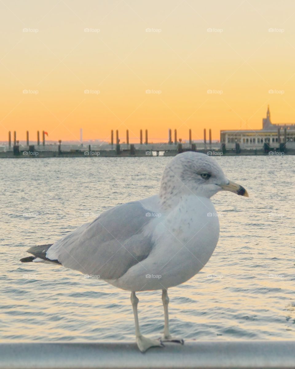 Close-up of seagull