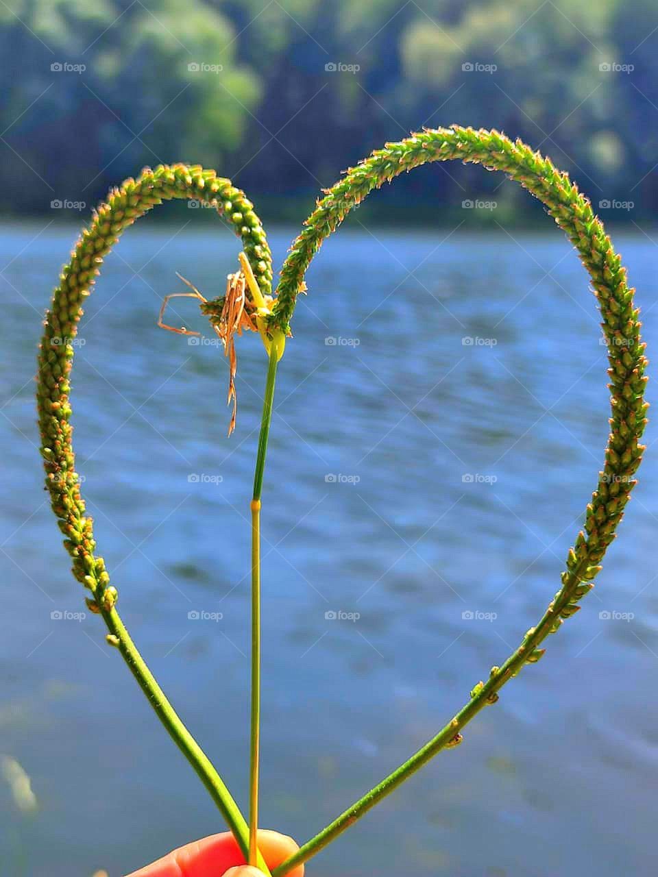 Plantain stems in the form of a heart on the background of the river