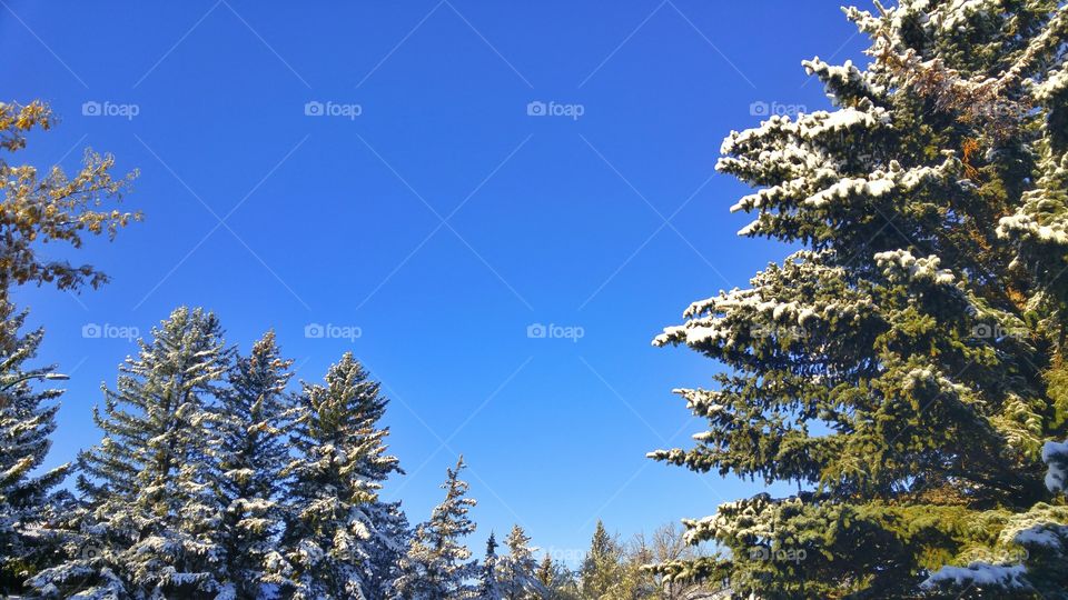 View of frozen trees