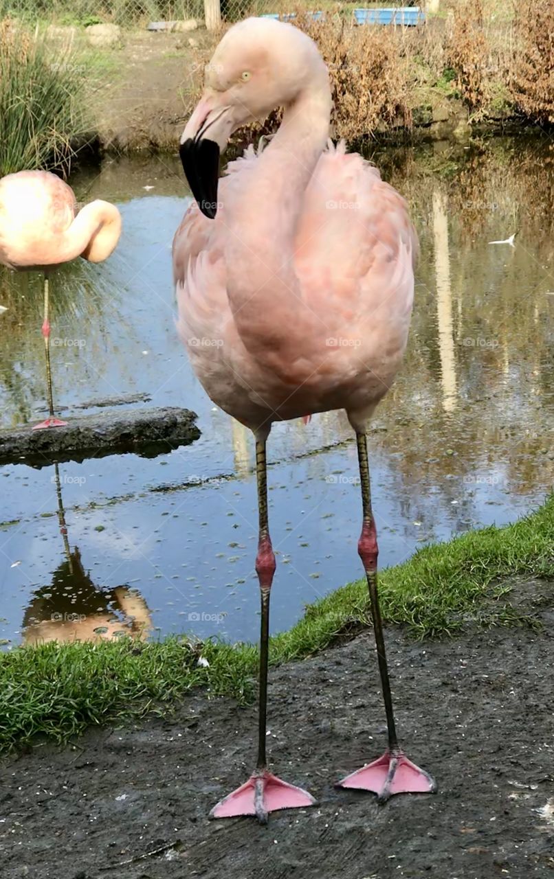 Vibrant, pink flamingo facing the camera 