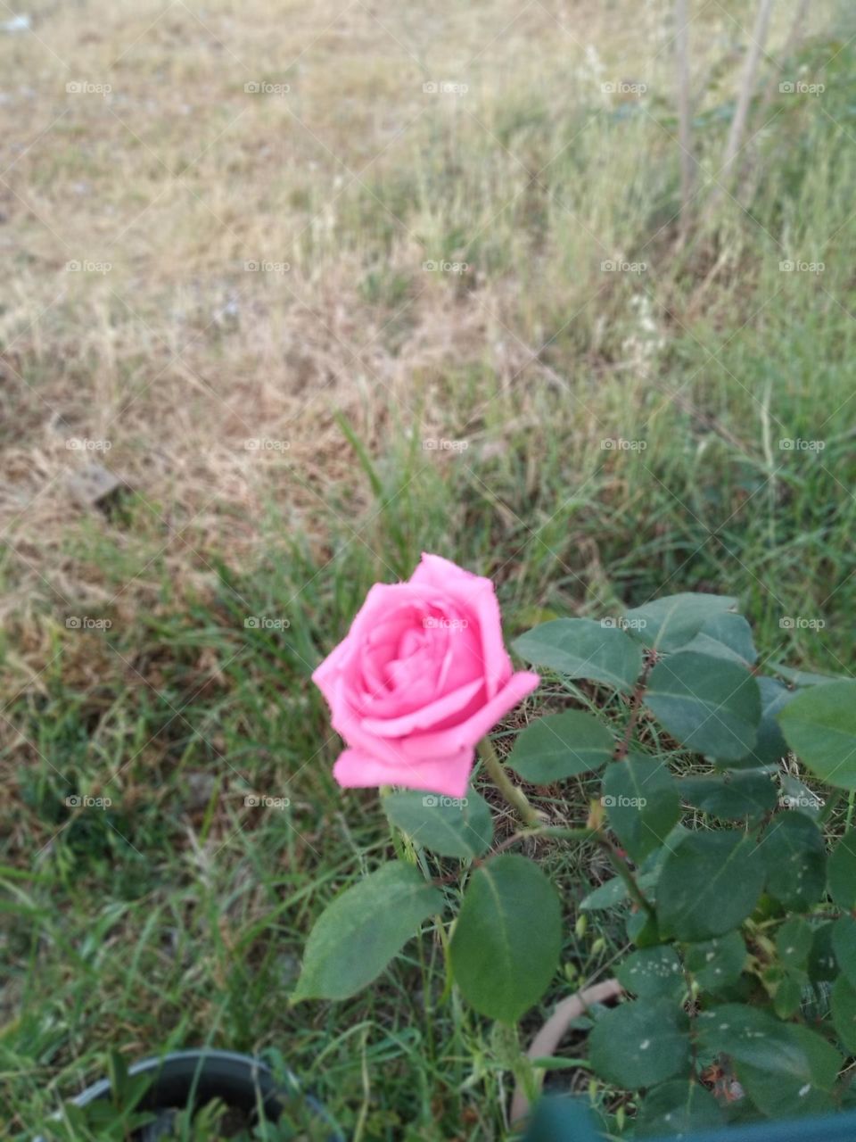 pink rose