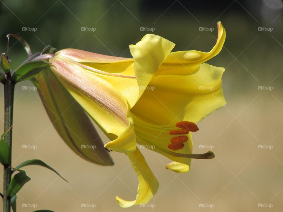 Yellow lily flower