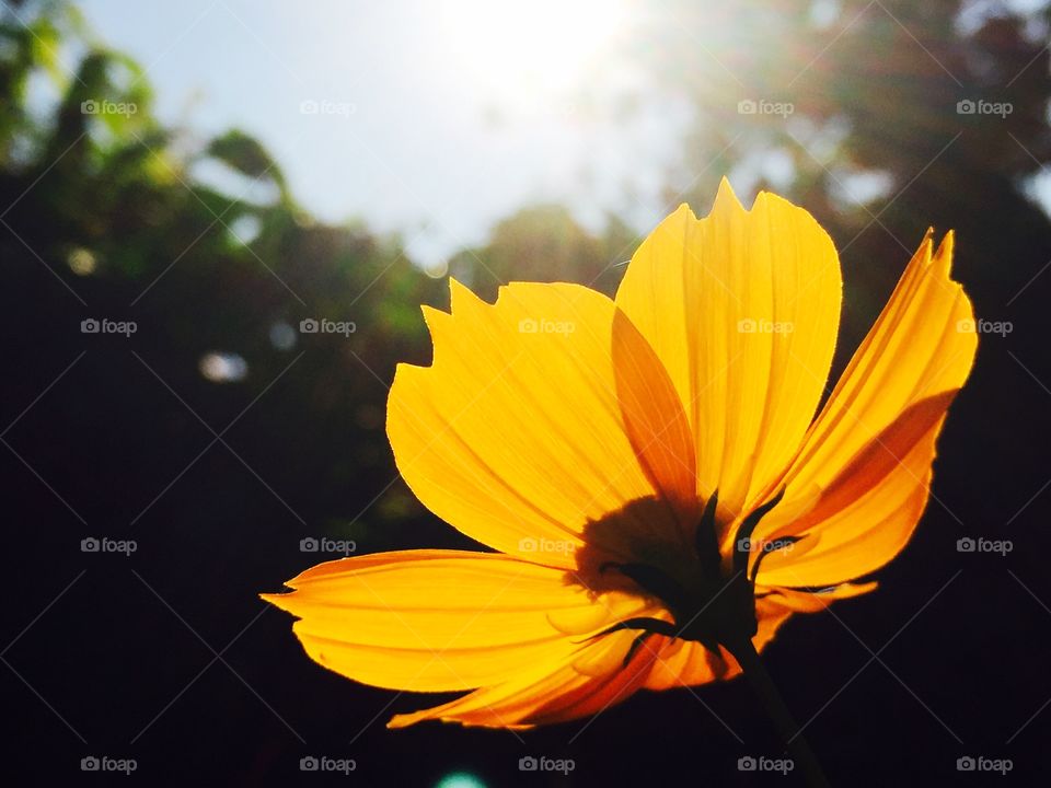 Flower under Sun