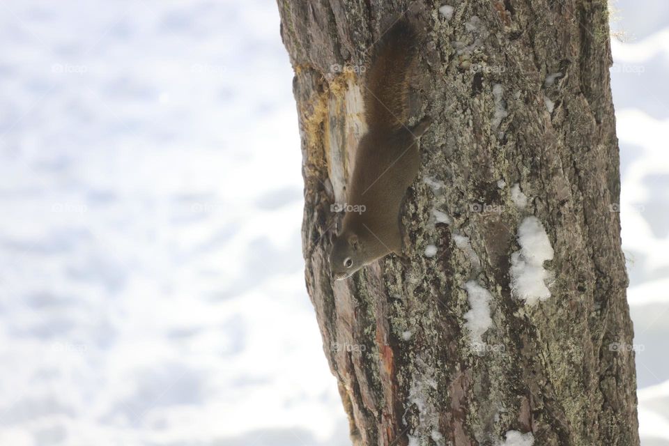 Squirrel on a tree in winter 