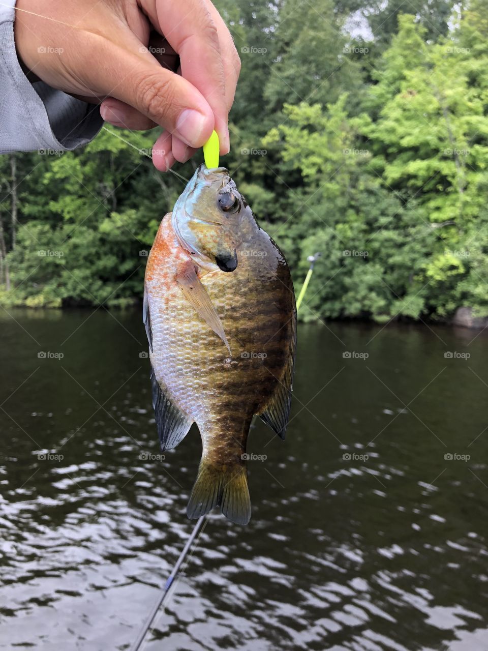 Bluegill caught on a freshwater lake