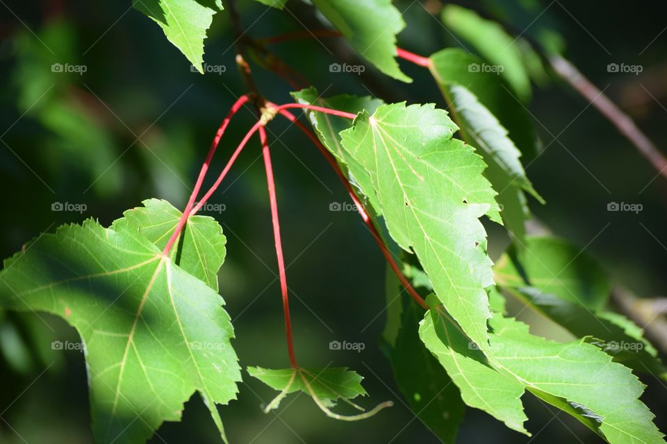 Leaves