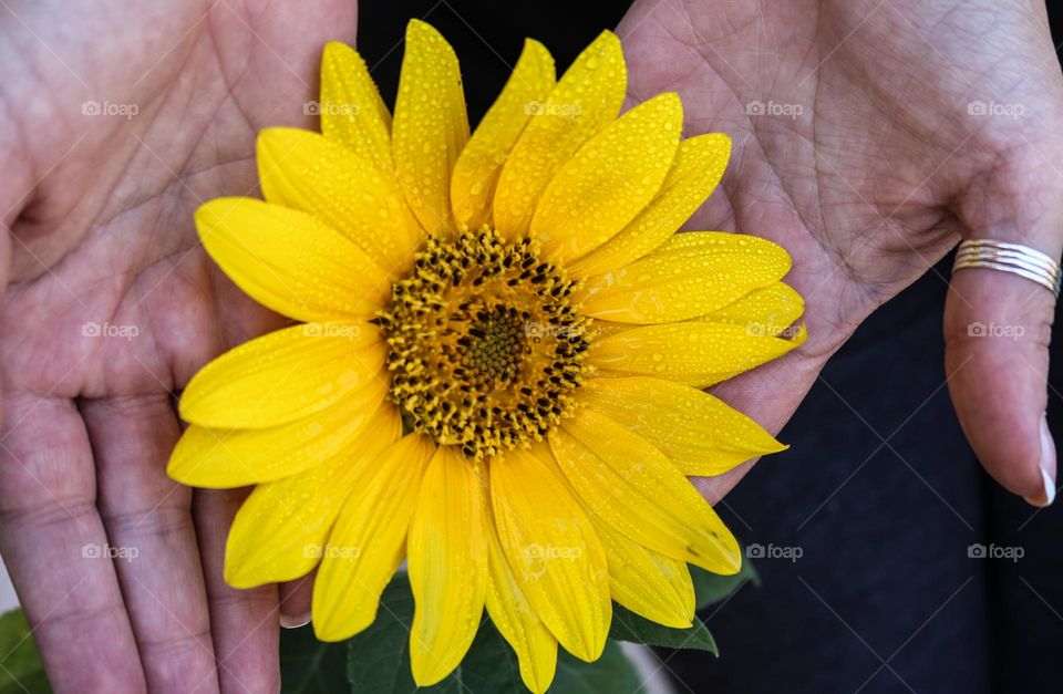 Yellow flowers