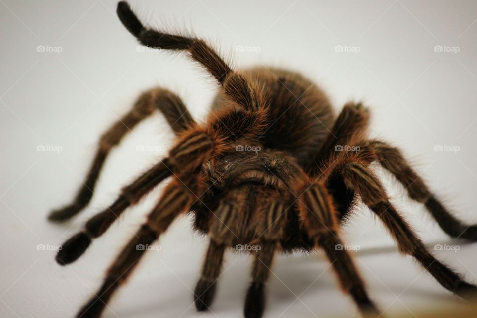 Tarantula on white background