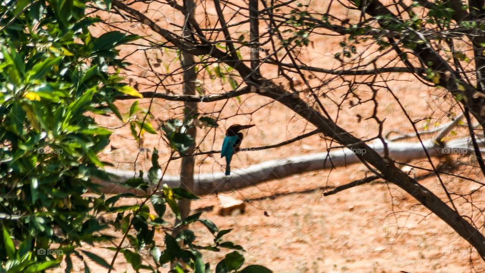 bird and tree