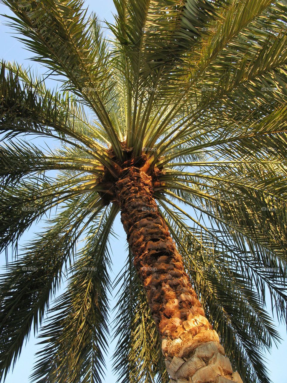 tree palm date uae by chrisc