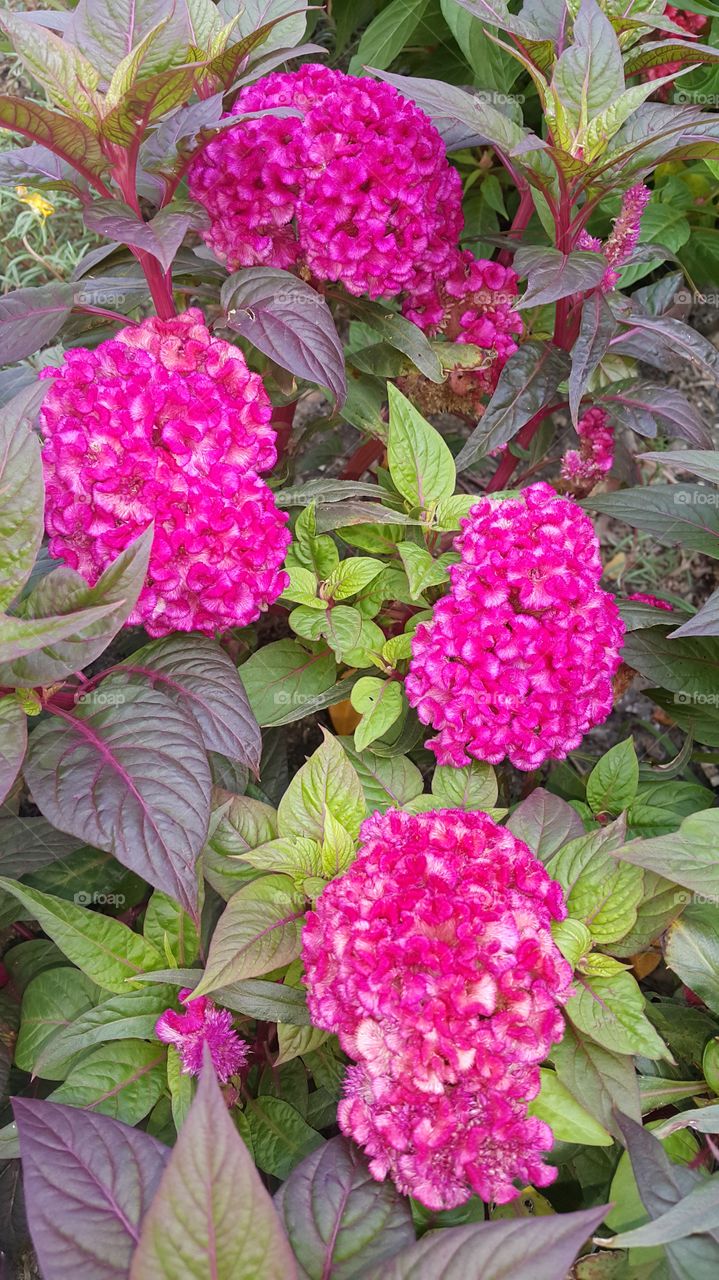 Cockscomb (Celosia cristata)
