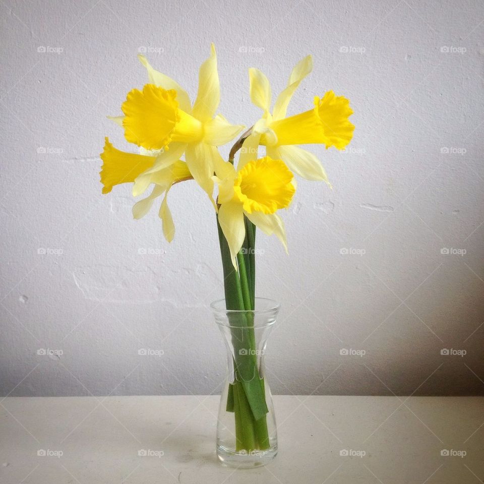 Daffodils in a vase