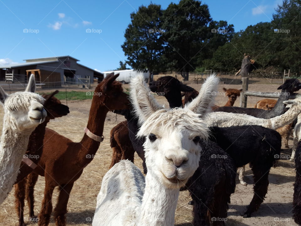 Group of alpaca on field