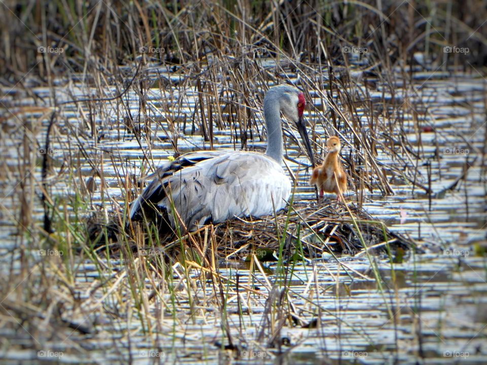 A sandhill crane mother bird with baby bird