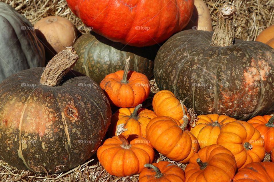 Bunch of beautiful pumpkins in the pumpkin patch on the pumpkin farm waiting to be chosen by families to continue their tradition of pumpkin carving.