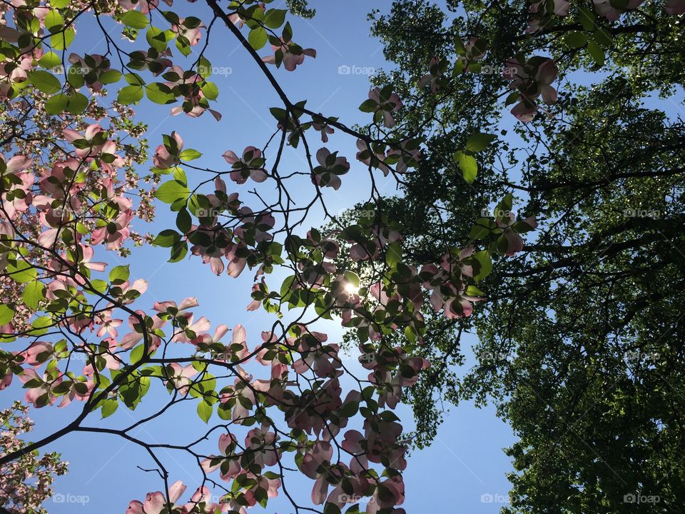 Trees with green leaves and pink flowers blocking the sun in front of a clear blue sky.