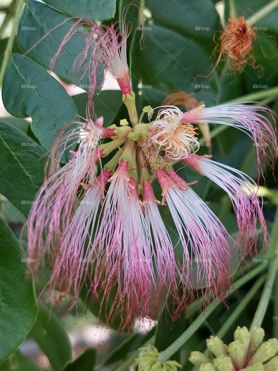 persian silk tree