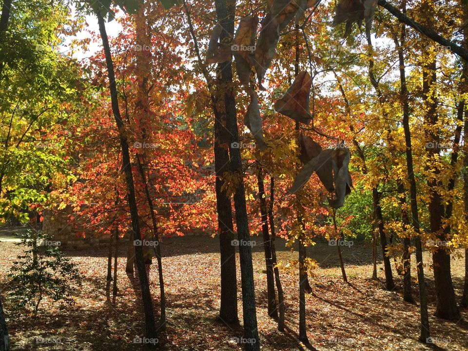 Beautiful colorful fall trees.