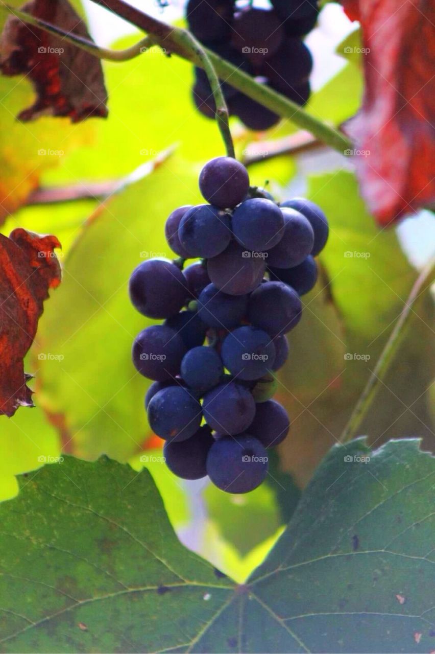 Concord Grapes