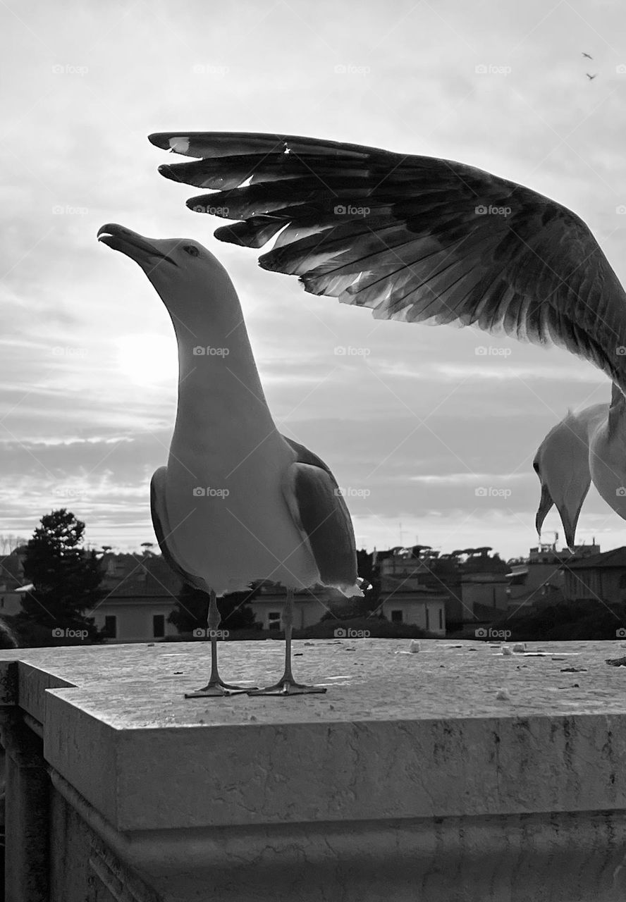 B&W photography. Birds… Two seagulls.