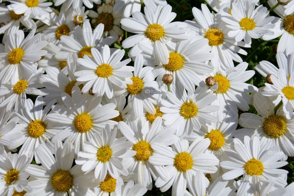 many white daisies blooming