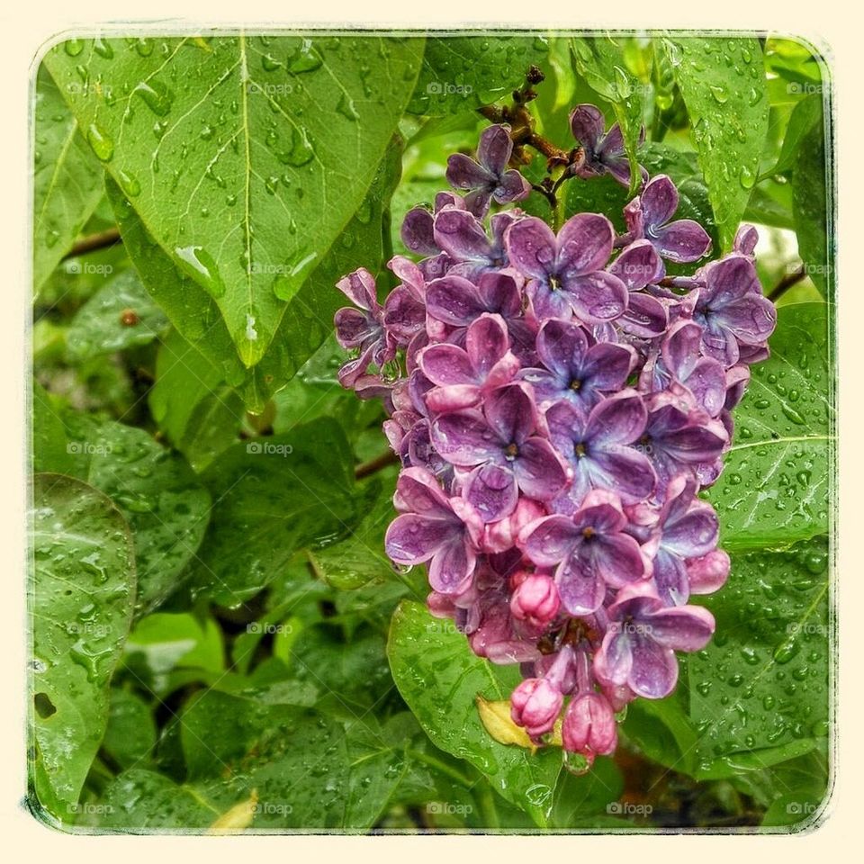 Lilacs in the rain