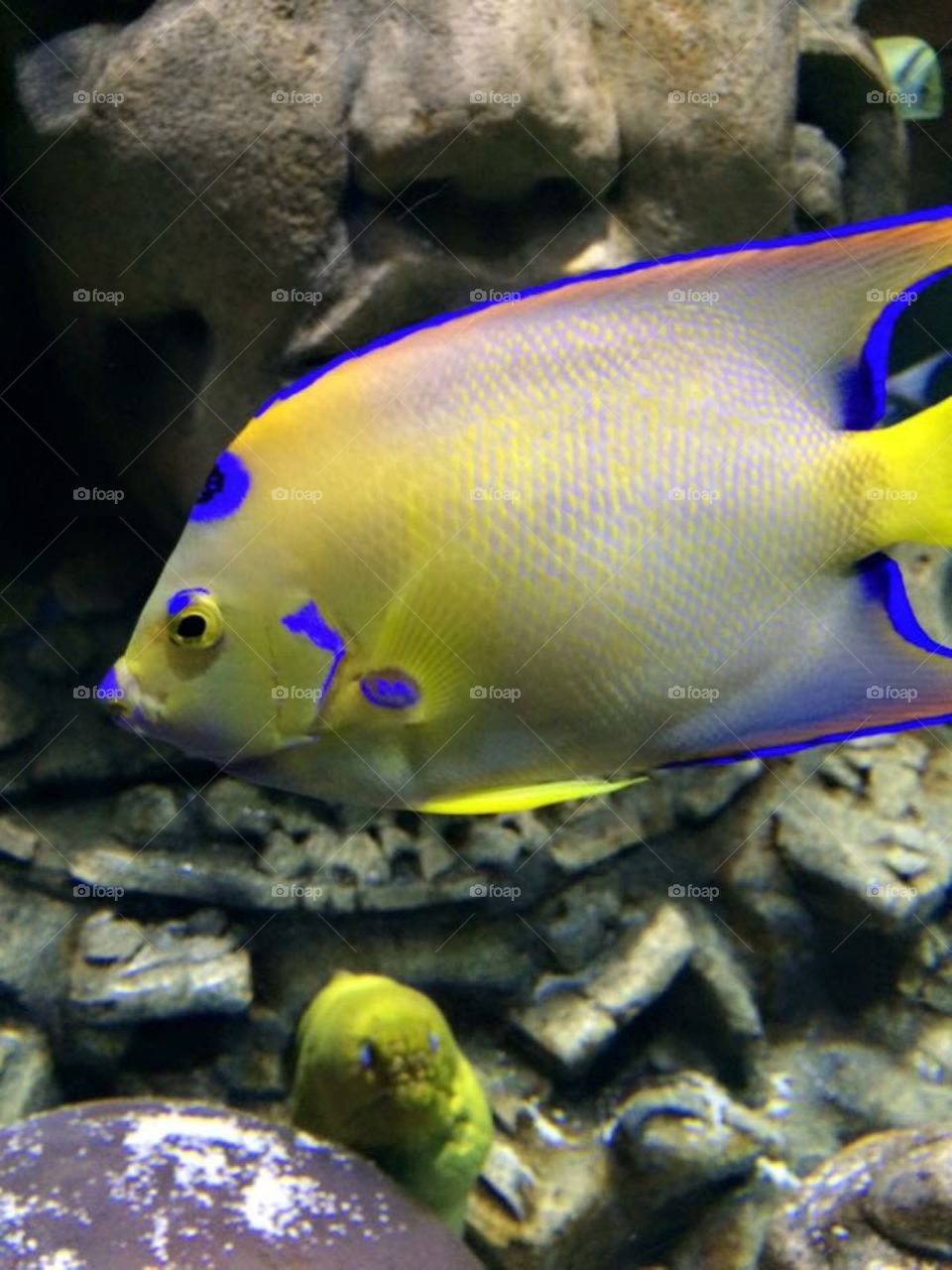 Bright fish