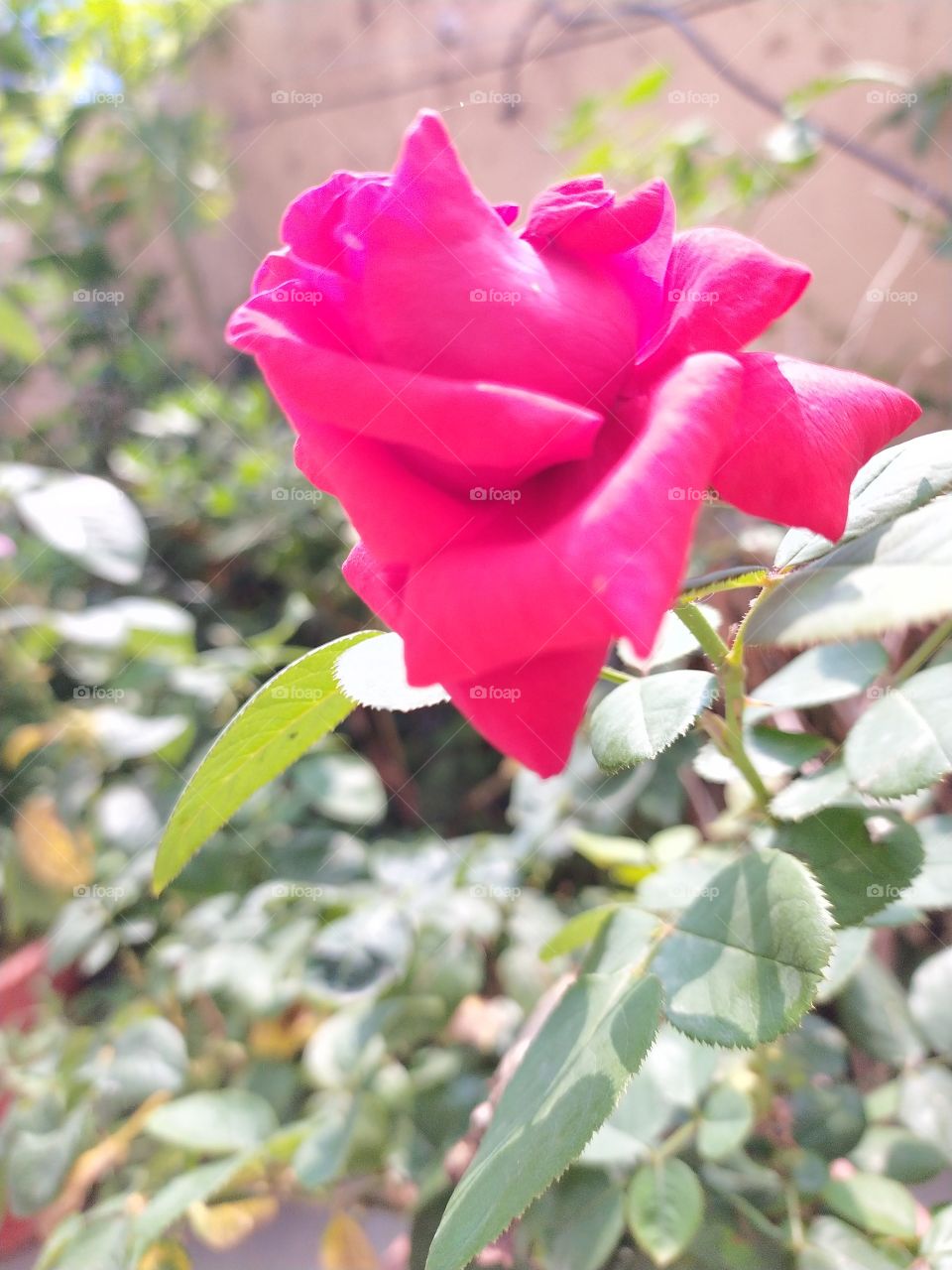 The solitary rose trying to make the surrounding beautiful