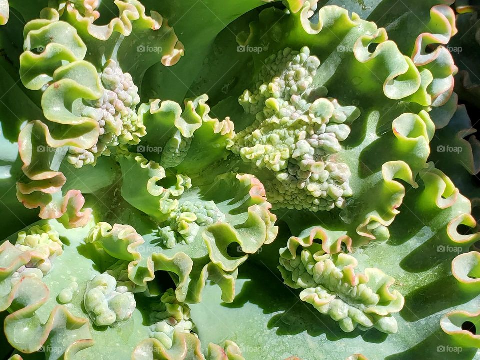 Succulents of Swirls and Leaves