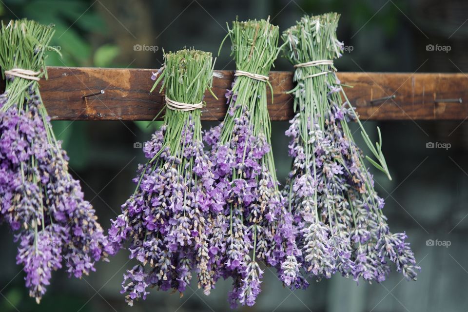 Drying fresh lavender 