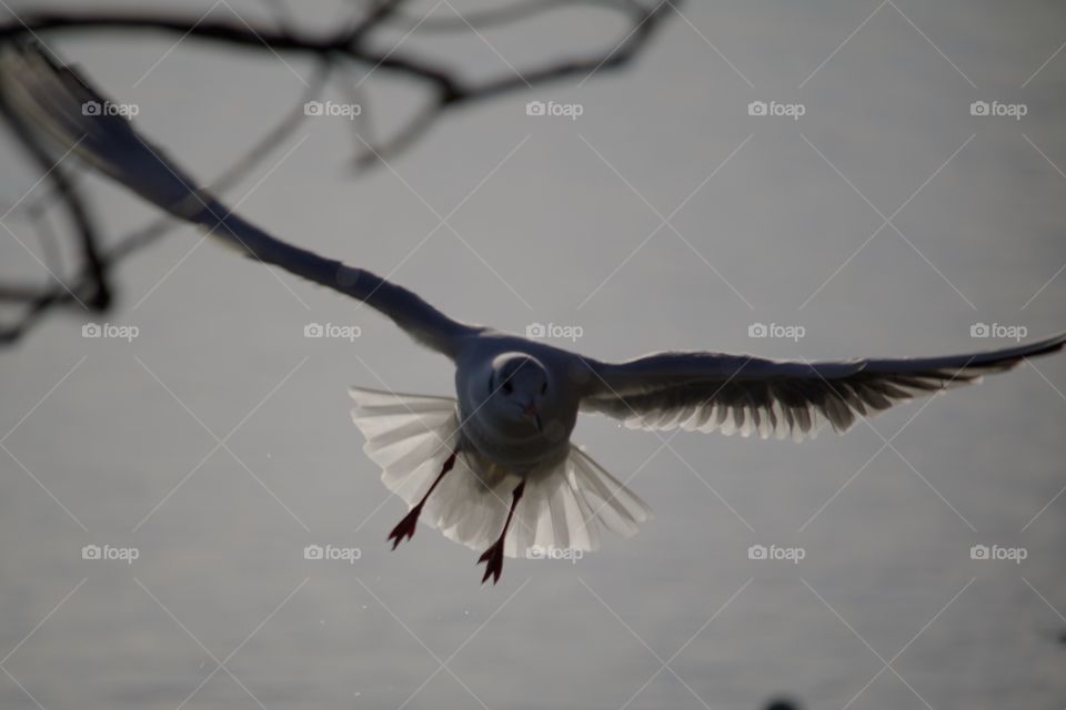 Seagull flying over lake