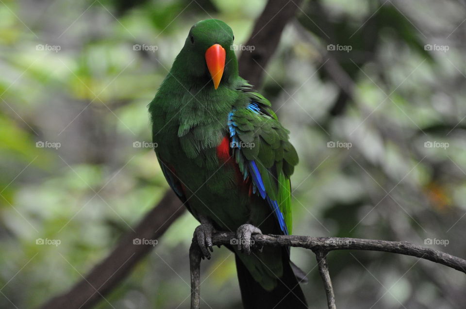 Green parrot