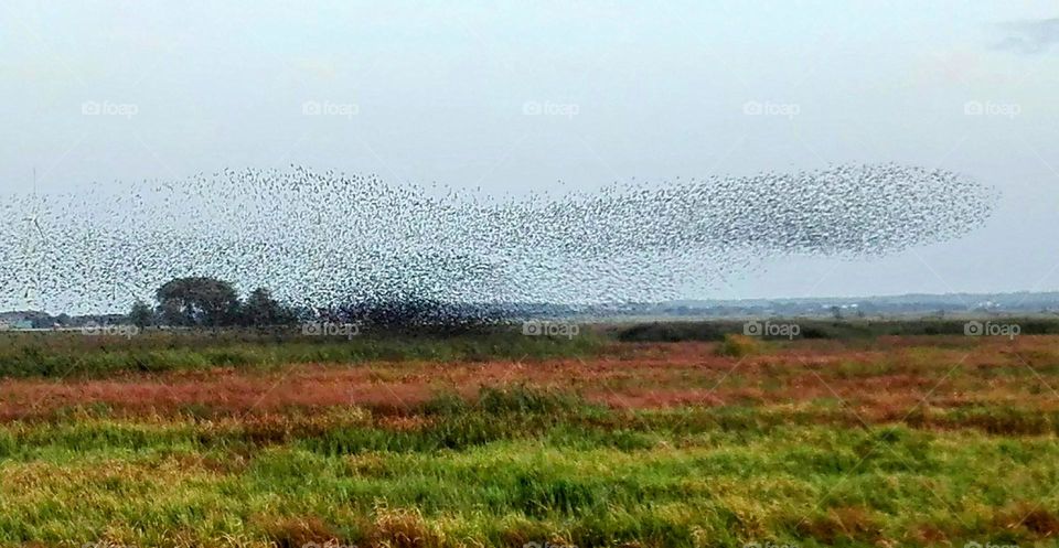 black sun in Southern Denmark