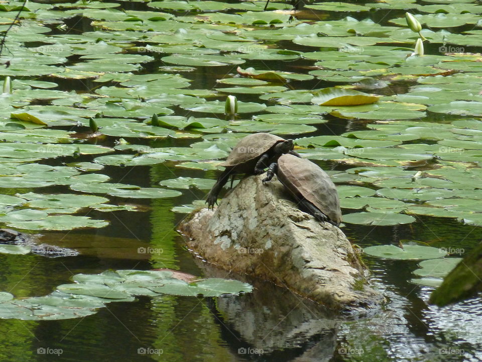 turtles on japanese garden