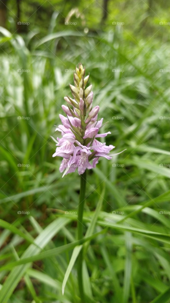 northern orchid in the forest