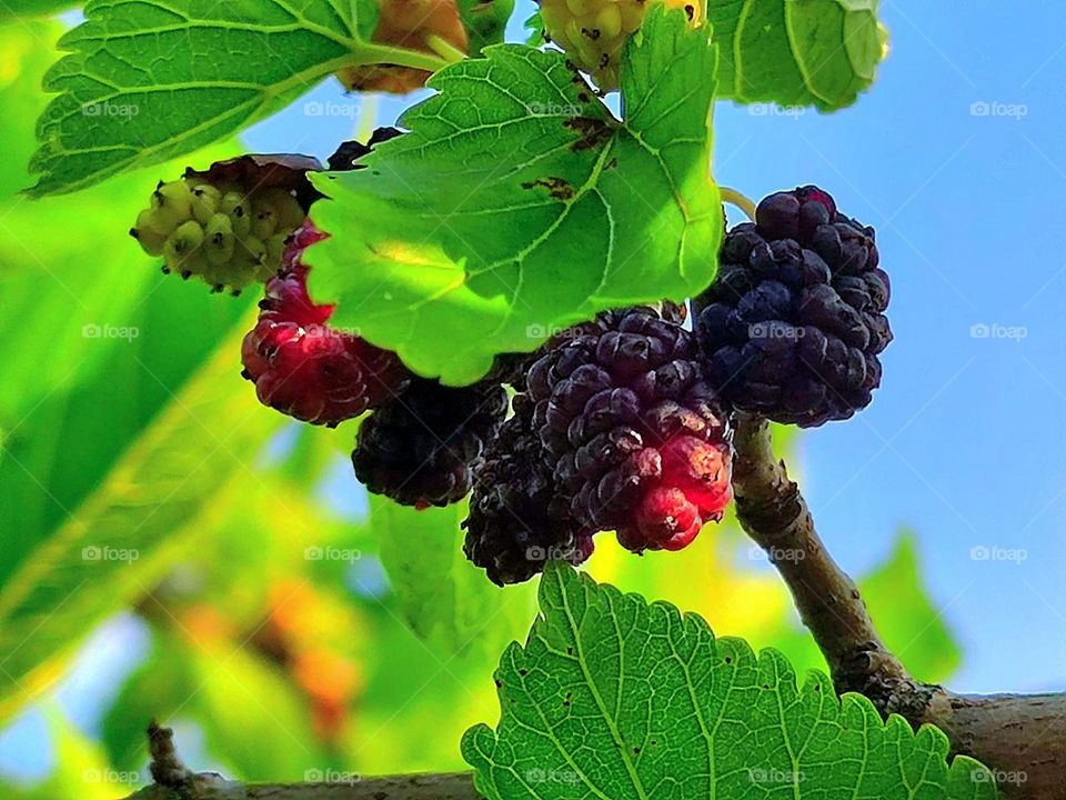 Summer.  On a blue background of the sky, a mulberry branch with green leaves and black berries