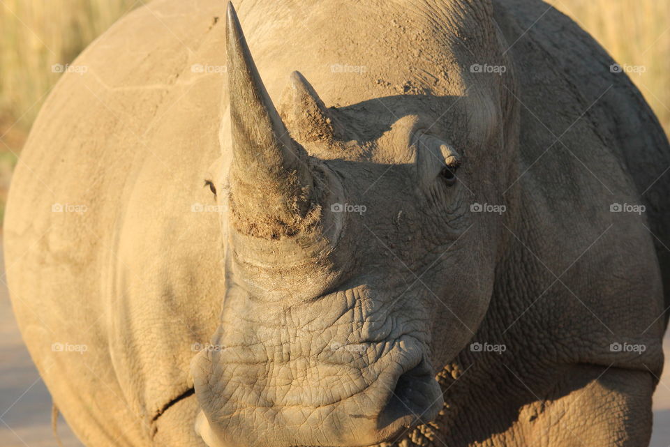 Rhino portrait 