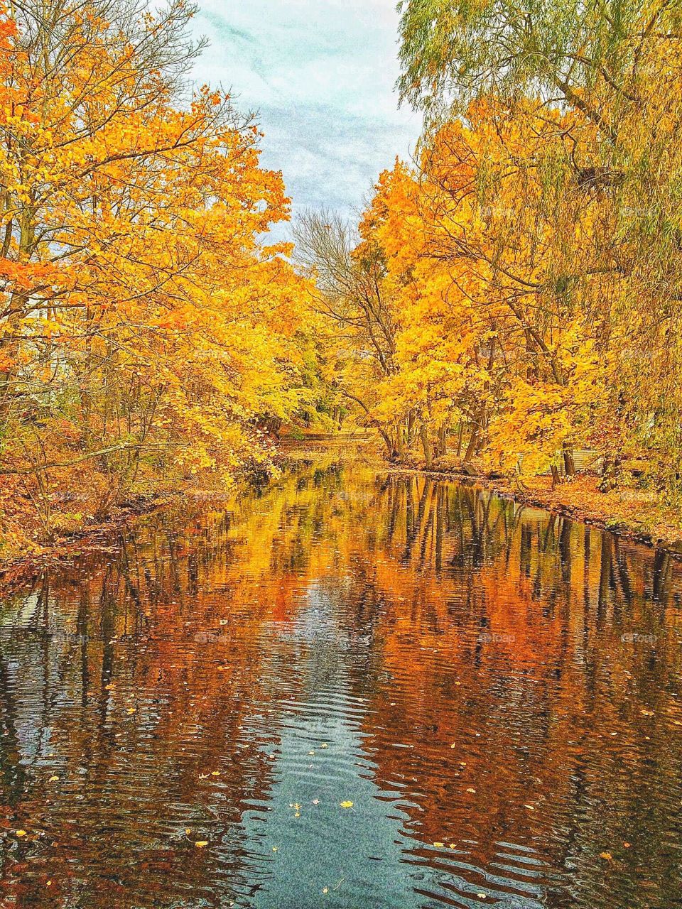Autumn trees near river