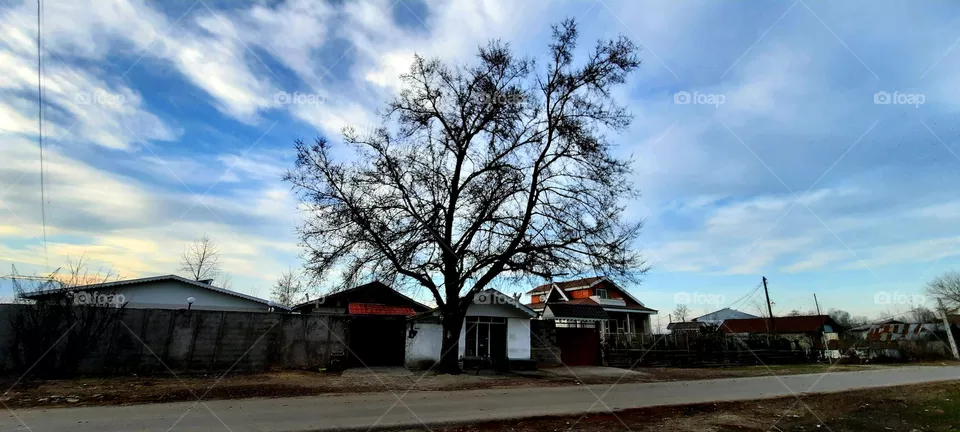 The life of a tree
