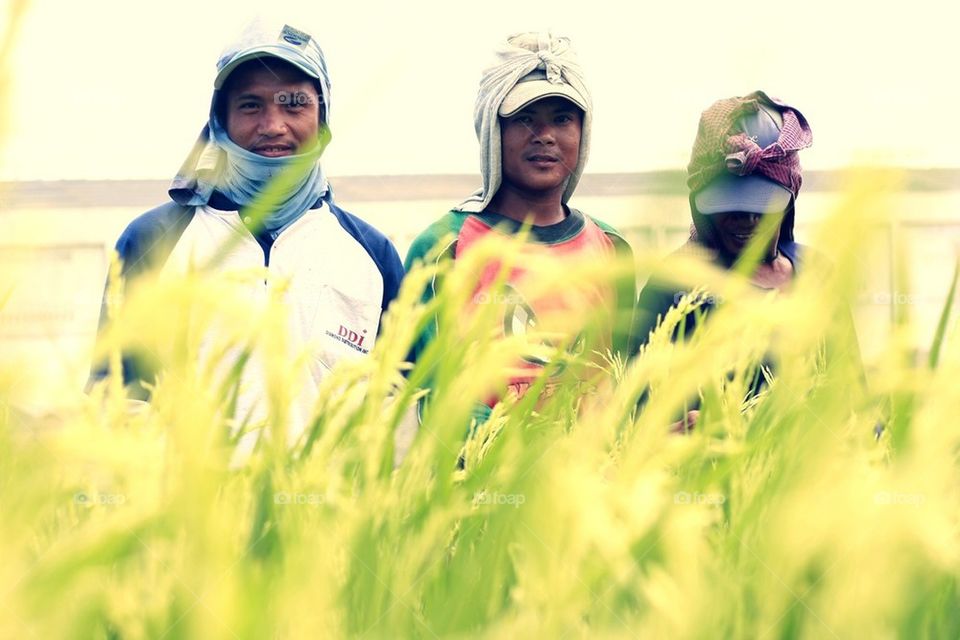 Rice farmers