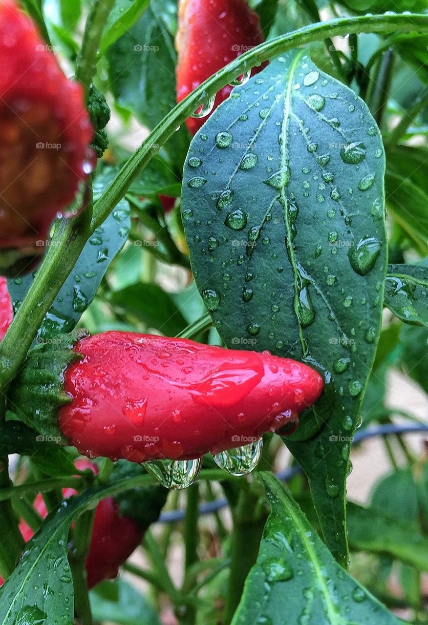 Waterdrop on red chili peppers