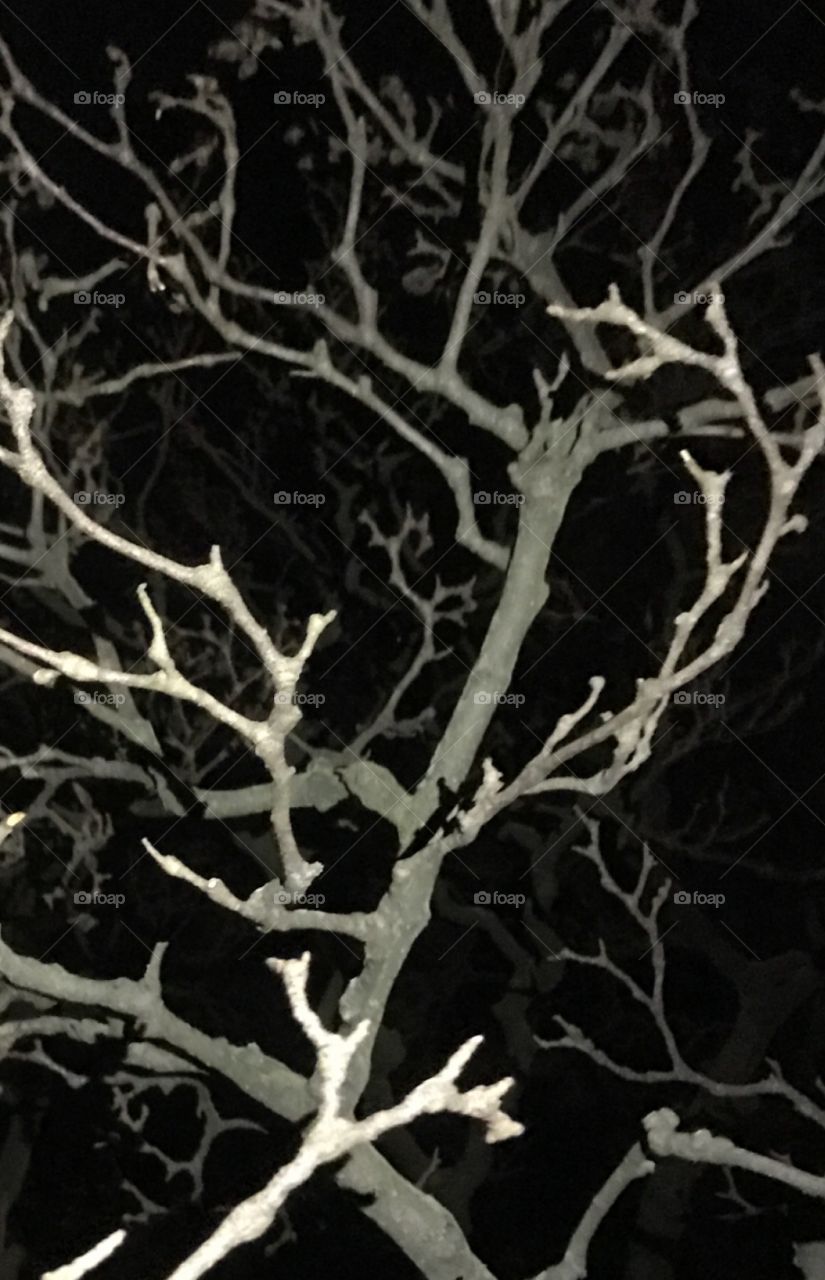 Branches in the darkness