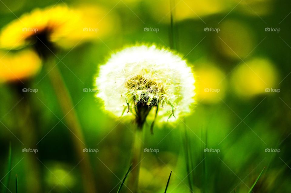 Flower seed 