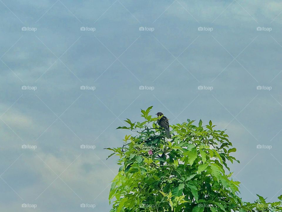 A bird in tree towards the sky